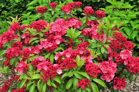 The park is famous for its displays mountain laurel, rhododendron and flame azaleas. The Taming Of The Mountain Laurel The Tree Center