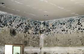 Si le mur a suffisamment séché et que toute l'humidité en est ressortie, ce qui peut être assez long, il est alors possible d'envisager de faire les revêtements et embellissements. Moisissure Mur Les Causes Et Comment S En Debarrasser Ctendance