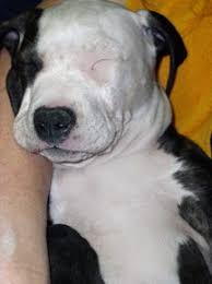 Home Remedy For Mange Dog Skin Mange Treatment For Dogs Poor Dog
