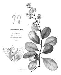 Image result for Tetracera alnifolia