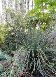Image result for Eriosema pentaphyllum