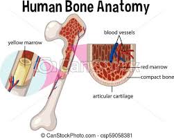 Human Bone Anatomy And Diagram