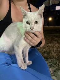 Seminole Heights Neighbor News