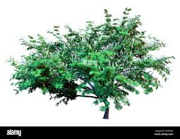 Image result for Acacia afra
