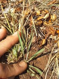 Image result for Lactuca inermis