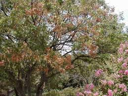 Oak Wilt Facts And Fears Part 1 Arborilogical