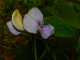 Image result for Vigna vexillata