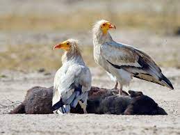 Despite its huge range, populations of egyptian vulture are declining across the globe. Egyptian Vulture Ebird