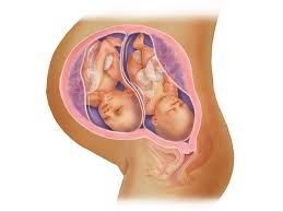 Twins Fetal Development Month By Month Babycenter