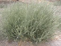 Image result for Salsola