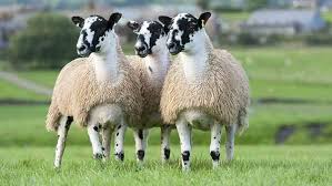 Once a mule is tamed. Mule Sheep Groups To Unite In Effort To Promote Breed Farmers Weekly
