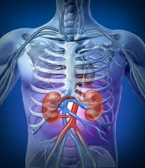 Relative location in the anatomical position : Kidneys Facts Function Diseases Live Science
