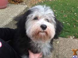 For more than 25 years, we have matched abandoned & surrendered animals with safe & loving caregivers, and we strive to ensure every pet we care for is loved and given the attention they deserve. Havanese Puppies For Sale In Ohio Petfinder