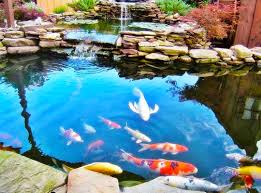 Dinding tebing ini akan dipadukan dengan air terjun. Jasa Tukang Kolam Ikan Koi Surabaya