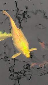 I have a 18 female koi that lays on her side on the bottom of the pond. Pregnant Koi