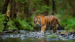 Wisata ternak kandang macan, lokasi wisata di jl. Ngeri Dua Harimau Sinka Zoo Singkawang Lepas Pawang Diserang Hingga Tewas Suara Kalbar
