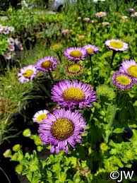 Image result for Erigeron steudelii