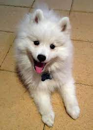 Benji The Japanese Spitz Japanese Spitz Cute Puppy Names Japanese Spitz Dog