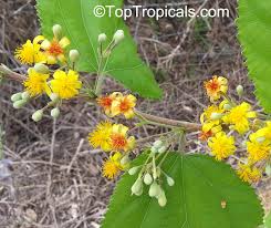 Image result for Grewia stolzii