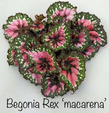 Begonia Rex Begonia Blooming Plants House Plants