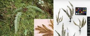 Image result for Abrodictyum