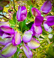 Image result for Polygala myrtifolia