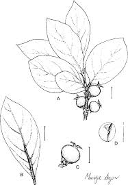 Image result for Sericanthe chimanimaniensis