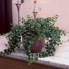 Maybe you would like to learn more about one of these? Creeping Fig Ficus Repens My Garden Life