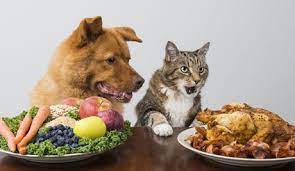 Learn the health implications of vegan food for him and how to handle his diet if you are a vegan. Why A Vegan Diet Will Kill Your Cat And Sicken Your Dog Why Animals Do The Thing