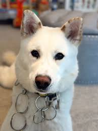 Sarah Rubenstein Polak