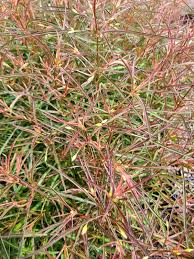 Image result for Lysimachia barbata