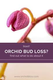 Check spelling or type a new query. Why Are My Orchid S Buds Falling Off Orchid Bliss