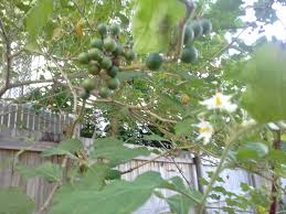 Image result for Solanum torvum
