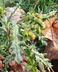 Image result for Senecio vulgaris