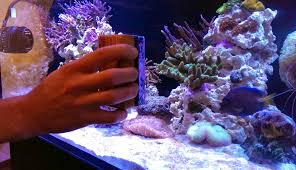 Comment Nettoyer Un Aquarium Koi Lu