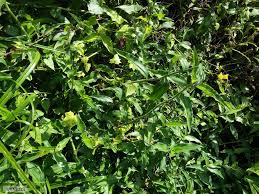 Image result for Aneilema aequinoctiale