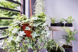 Too little or too much light can cause your plants to look sickly, fail to grow and bloom the lower the light requirements for indoor plants, the further you can move them from a window. 21 Indoor Plants For Low Light Best Houseplants That Thrive In Shade Hgtv