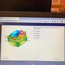 Controls the movement of substances into and out of cells. Which Structures Are Found Only In Plant Cells Not In Animal Cells Brainly Com