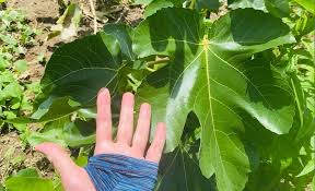 いちじくの葉っぱの採取 新着情報 さどのめぐみっ茶