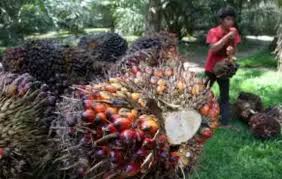 Buah kelapa sawit yang masuk ke pabrik kelapa sawit, kualitas & kematangannya harus diperiksa dengan baik. Inilah Buah Sawit Terbesar Di Dunia