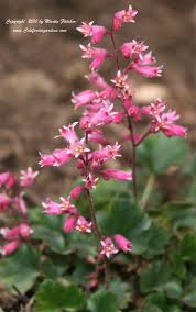 Heuchera 'canyon duet' from the chelsea gold medal winning nursery plantagogo, which is also the holder of the national collection for heuchera, heucherella and tiarella. Heuchera Canyon Duet Canyon Duet Coral Bells Pretty Flower I Saw On Temple Square In May 2013 Shade Garden Heuchera Shade Garden Plants
