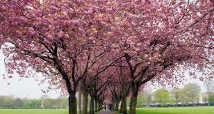 صور عن فصل الربيع 2017 رمزيات وخلفيات الربيع ميكساتك Tree Tree Trunk Plants