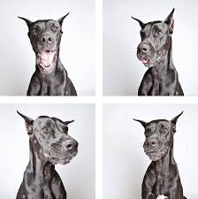 When you adopt a pet, not only are you adding to your family, you're saving a life. Shelter Dog Photobooth Pics Helps More Pups Find Forever Homes 25 Pics Bored Panda