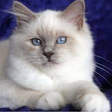 Birman Kittens For Sale Nsw Beautiful Lilac Point Birman Birman Cat Gorgeous Cats Cats