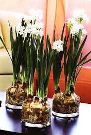 How To Force Paperwhites Bulb Flowers Growing Bulbs Planting Bulbs
