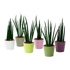 Fresh Home Furnishing Ideas And Affordable Furniture Ikea Plants Sansevieria Plant Plants