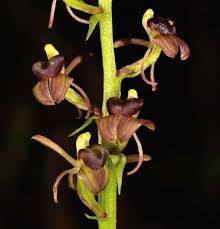 Image result for Liparis nervosa