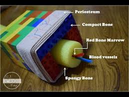 Earth layers pudding cups from left brain craft brain. Long Bone 3d Model Project Kindergarten Halloween Activities Make A Straw Skeleton You Can Find The Download Links For However For A Long Time The Research Community Around Surgical