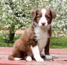 Explore the best border collie breeders in your area and nationwide. Border Collie Or Scottish Sheepdog Puppy Sheep Dog Puppy Border Collie Puppies For Sale Collie Puppies