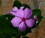 Image result for Apocynaceae subfamilies Apocynoideae and Rauvolfioideae